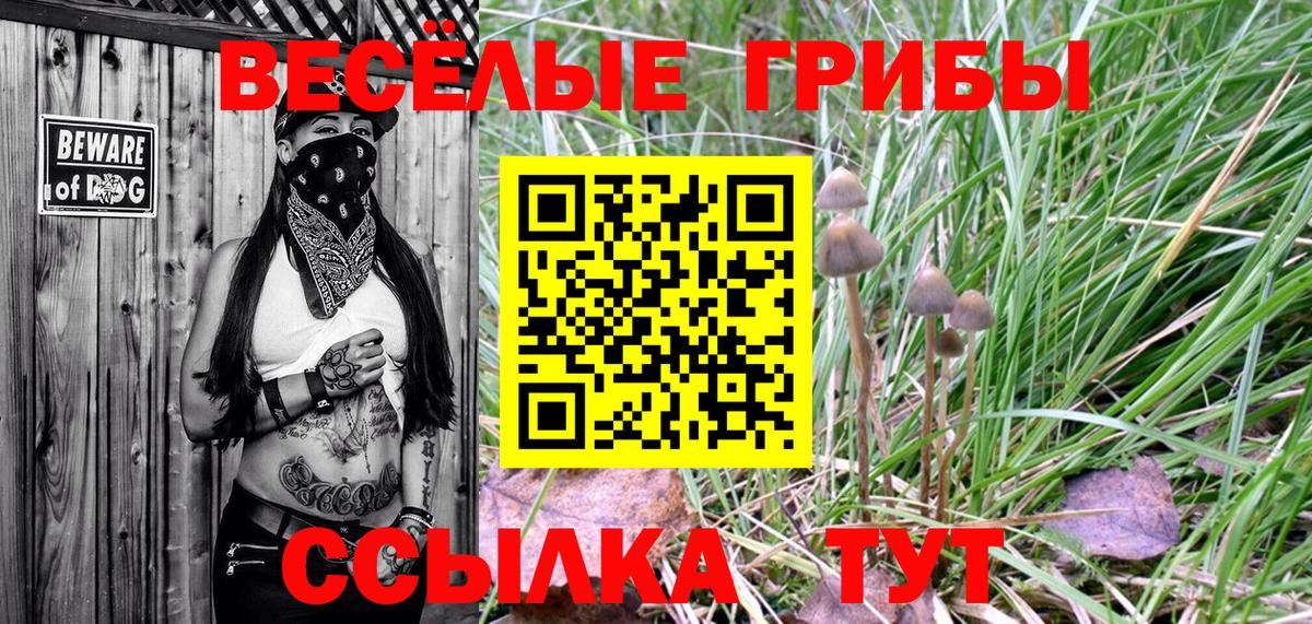 Карачаевск  Галлюциногенные грибы прущие грибы  Вход с VPN 